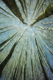 Poplar trees viewed from the forest floor against a blue sky.