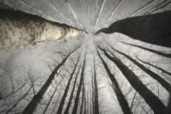 Poplar trees viewed from the forest floor against a pale sky.