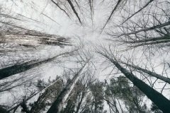 Poplar trees viewed from the forest floor at an angle .