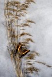 Foxy Emperor butterfly on grass  stems on orange to gray colours.