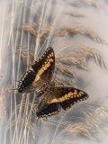 Foxy Emperor butterfly close up on grass  stems. in orange earth colours.