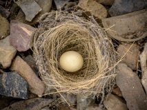 Nest with an egg on a rocky surface.