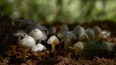 Fairy garden with toad stools