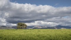 Yellow flowers against soft clouds. Klein Karoo, South Africa