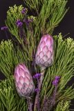 Two pink Protea flowers with striking green Fynbos.