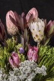 Pink and White Protea flowers on green Fynbos in portrait.