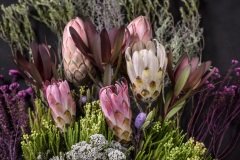 Pink and White Protea flowers on green Fynbos in landscape.