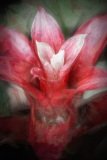 Strong impressionistic red flower with contrasting white tips.