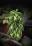 A cascade of folded small leaves  at the tip of a growing plant.