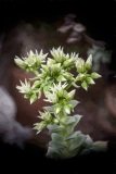 Small cluster of blooms on a tiny flower head in cream  and soft green.