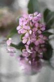 Soft pink blossoms reflected on a watery surface giving a dream like image.