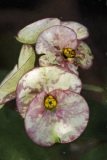 Impressionist rework of Euphorbia flowers in rich cream and red colours.