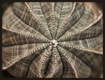 Euphorbia  succulent with distinct ridges from above.