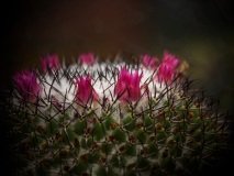 Circle of red flowers on a small cactus in close-up.