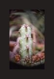 Euphorbia with red thorns from the side.