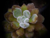 Hairy Echeveria leaves seen from above.  Bright white , bright green and orange colours.