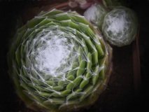 Sempervirum or Cobweb-hens-and-chicks plant showing the threads on top of the green spiral plant.