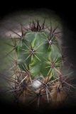 Thorny cactus with distinctive thorn pattern.