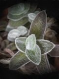 Hairy succulent leaves in grey green tones.