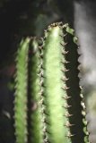 Strong vertical thorn patterns on a green Euphorbia plant.