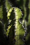 Euphorbia from the side with strong shadow patterns.