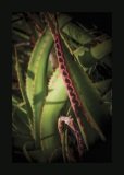 Aloe thorns abstract with red thorns on a folded leaf.