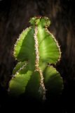 Green lobed top of an Euphorbia with distinctive thorn ridge.