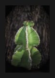 Euphorbia in striking green seen from the side.