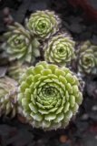 Spiral succulent rosettes seen from above in warm green tones.