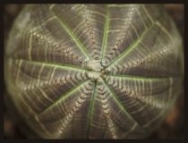 Euphorbia  succulent with green lines  from above.