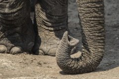 Resting - elephant trunk resting on the ground.