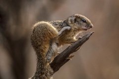 Tree squirrel in the morning sun.